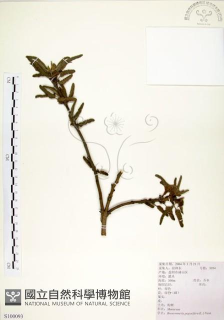 構樹藏品圖，第1張
