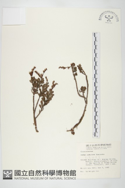 能高佛甲草藏品圖，第1張