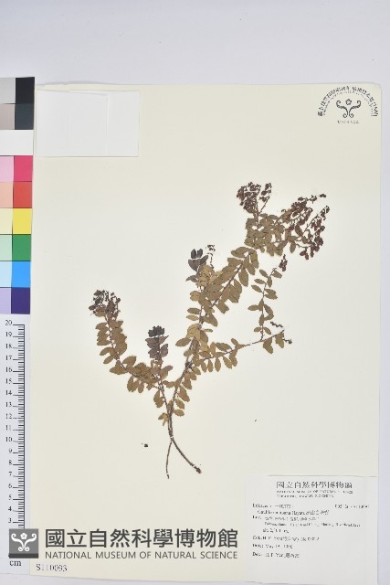 高山白珠樹藏品圖，第1張
