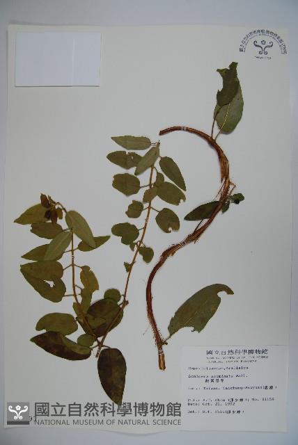 阿里山忍冬、漸尖葉忍冬藏品圖，第1張