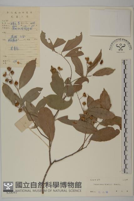 南華南蛇藤，青江藤藏品圖，第1張