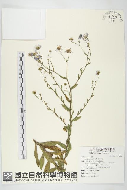 狗娃花藏品圖，第1張