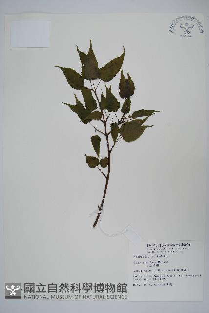 大屯尖葉槭, 川上氏槭藏品圖，第1張