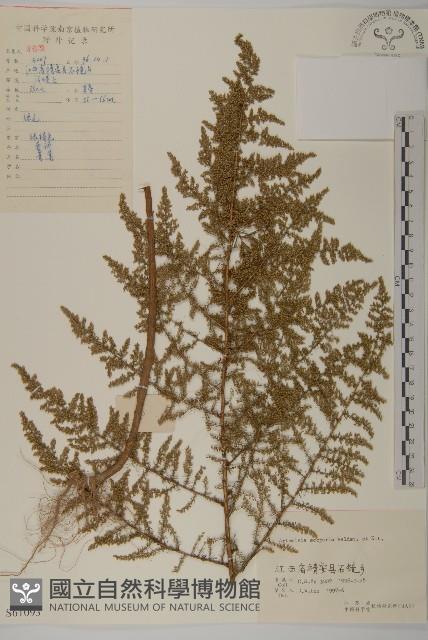 黃蒿藏品圖，第1張