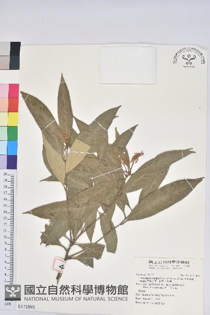 杏葉石櫟、校栗、校櫟藏品圖，第1張