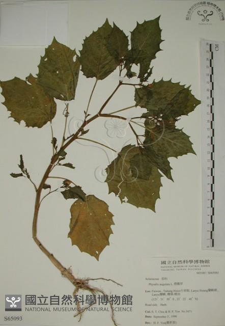 燈籠草藏品圖，第1張