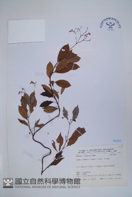 酸藤藏品圖，第1張