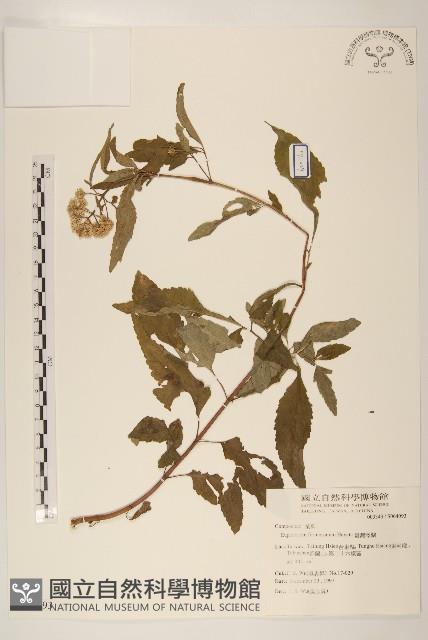 臺灣澤蘭藏品圖，第1張