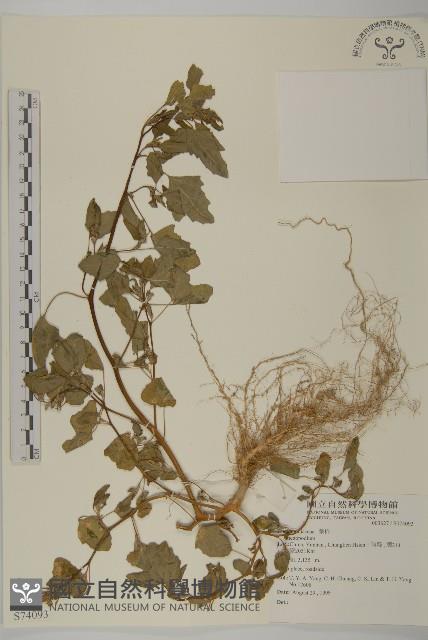 登錄號:S074093藏品圖，第1張