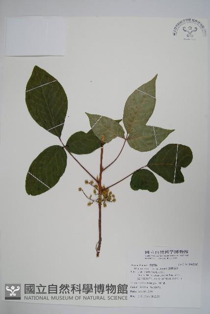 臺灣藤漆藏品圖，第1張