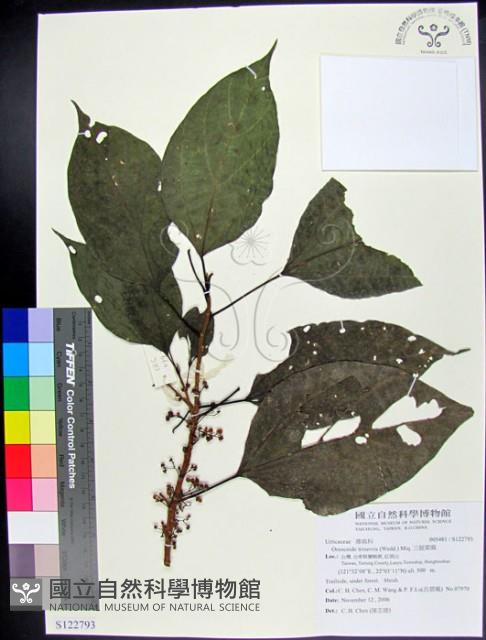 三脈紫麻藏品圖，第1張