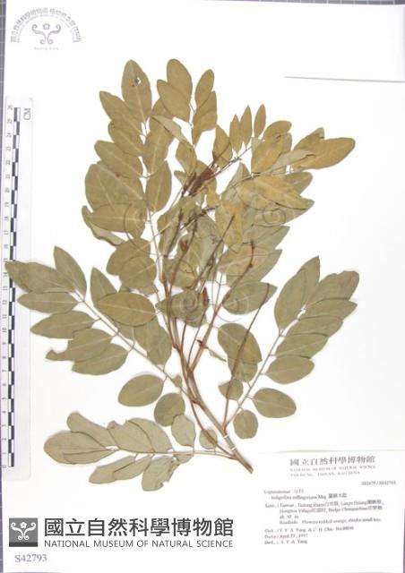 尖葉木藍藏品圖，第1張