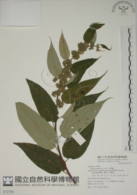 山黃麻藏品圖，第1張