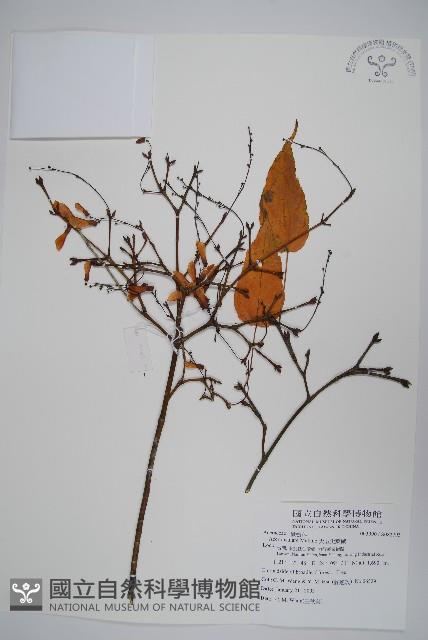 大屯尖葉槭, 川上氏槭藏品圖，第1張