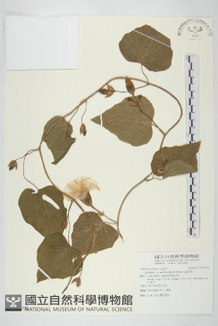 盒果藤藏品圖，第1張