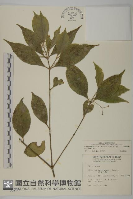 大丁黃藏品圖，第1張