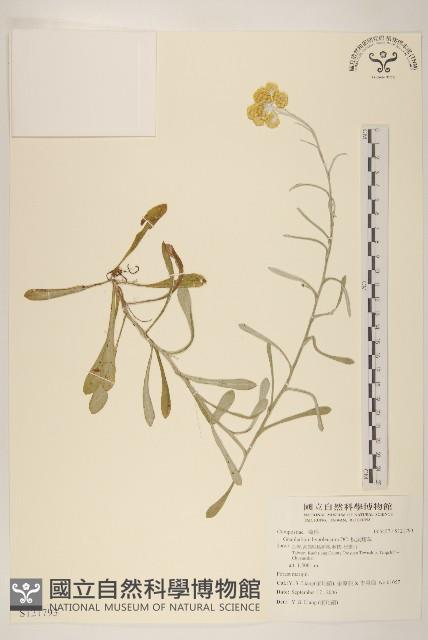 秋鼠麴草藏品圖，第1張