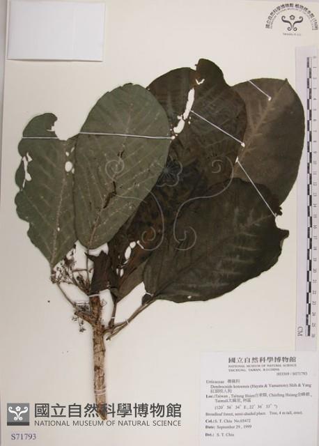 紅頭咬人狗藏品圖，第1張