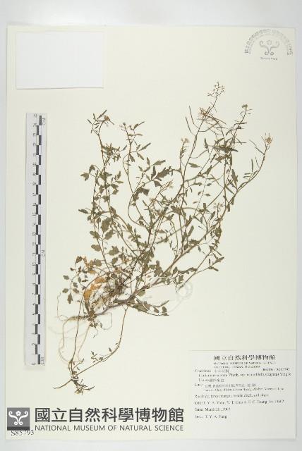 台灣碎米薺藏品圖，第1張