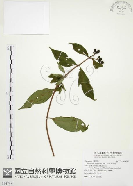毛玉葉金花藏品圖，第1張