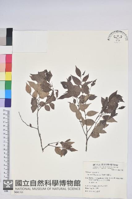 米飯花藏品圖，第1張