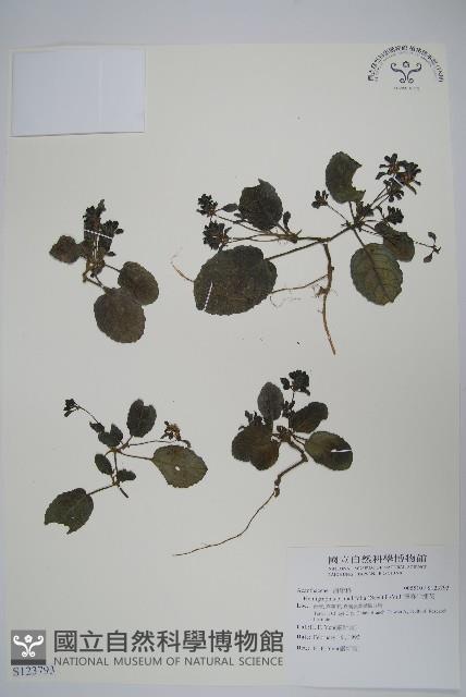 恆春半插花藏品圖，第1張