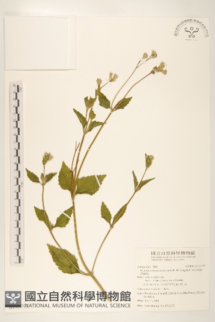 貓腥草藏品圖，第1張