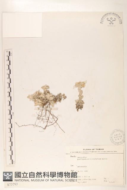 尼泊爾籟簫藏品圖，第1張