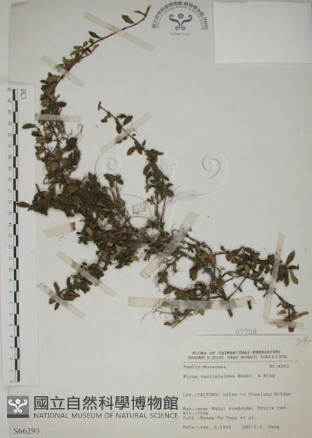 越橘葉蔓榕藏品圖，第1張