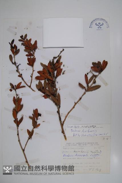 太魯閣小檗藏品圖，第1張