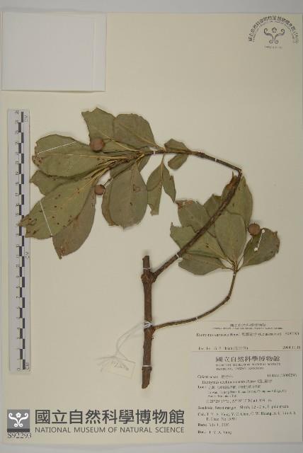 厚葉衛矛, 源一木藏品圖，第1張