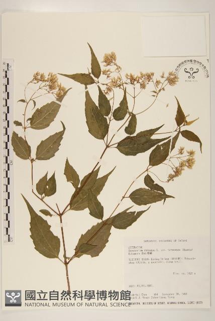 塔山澤蘭藏品圖，第1張