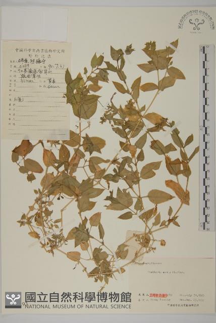 繁縷藏品圖，第1張