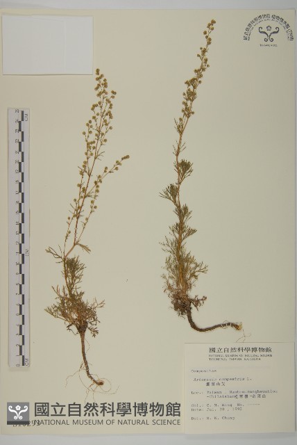 高山艾藏品圖，第1張