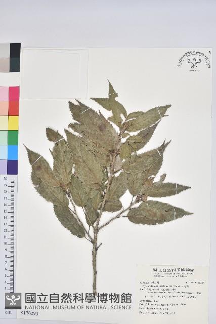 白背櫟藏品圖，第1張