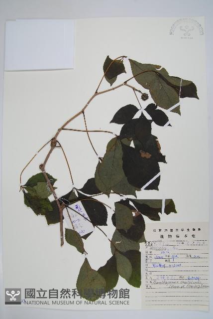 短梗五加藏品圖，第1張