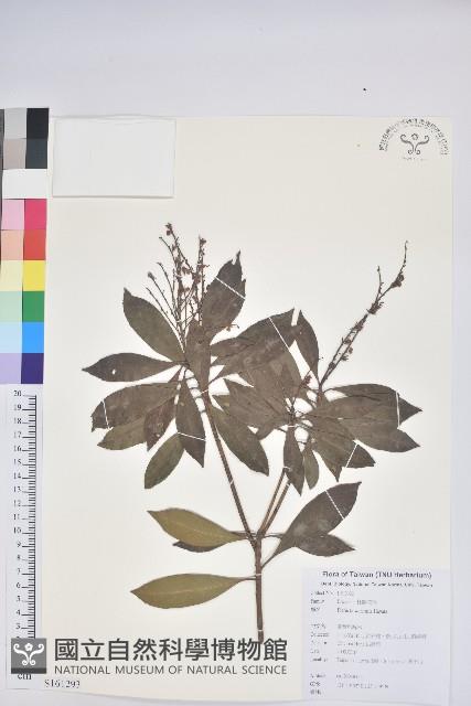 臺灣馬醉木藏品圖，第1張