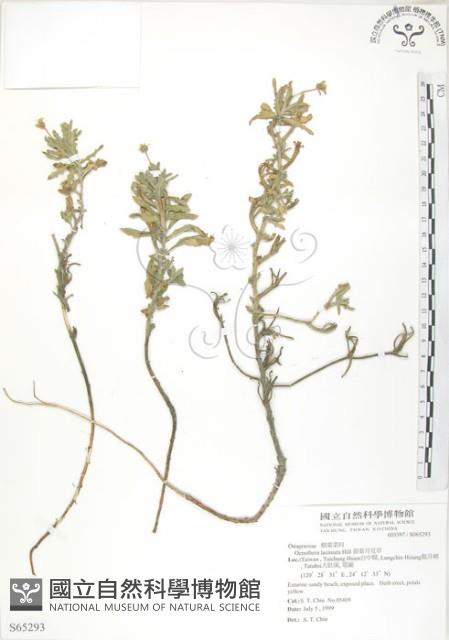 裂葉月見草藏品圖，第1張