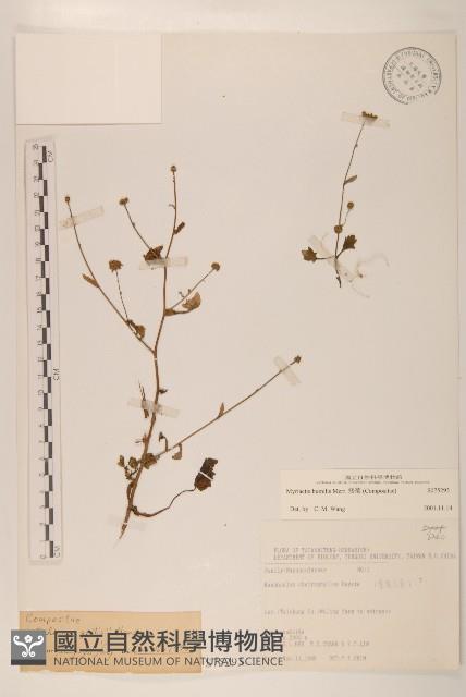 矮菊藏品圖，第1張