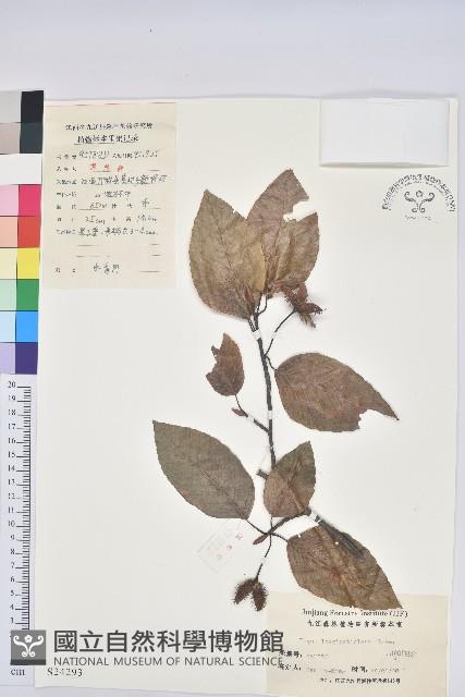 水青岡藏品圖，第1張