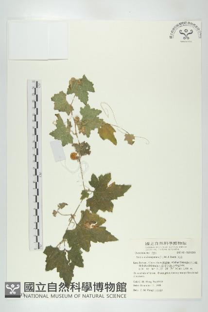 天花藏品圖，第1張