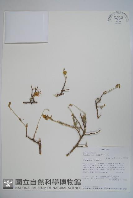 登錄號:S094293藏品圖，第1張