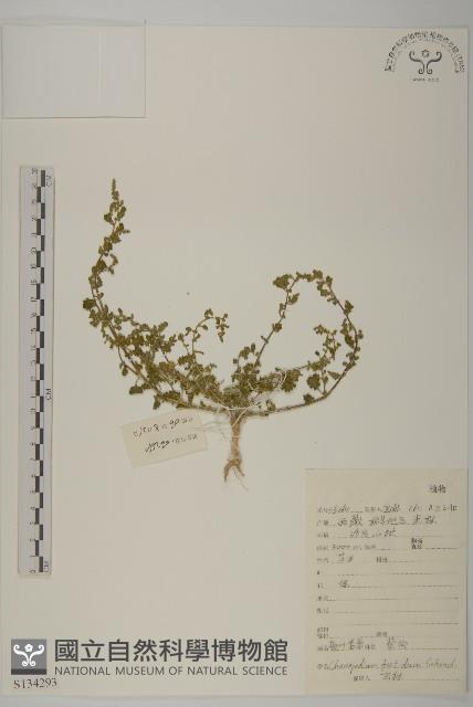 菊葉香藜藏品圖，第1張