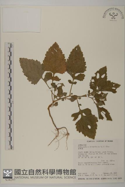 茯苓菜藏品圖，第1張