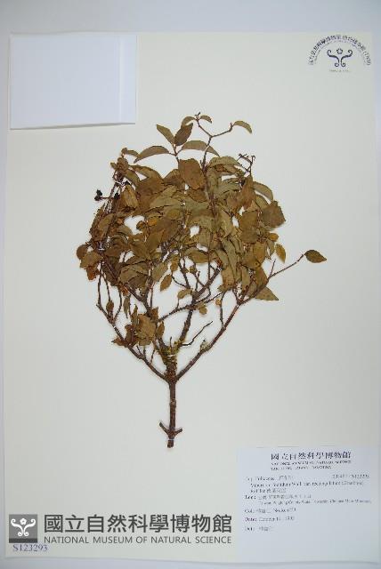 狹葉莢迷藏品圖，第1張