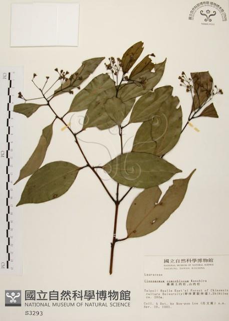 土肉桂藏品圖，第1張