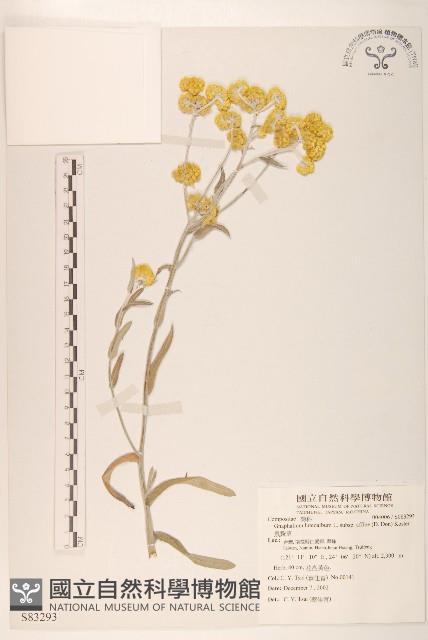 鼠麴草藏品圖，第1張