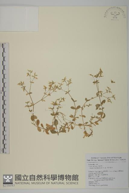 球序卷耳藏品圖，第1張