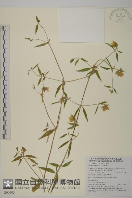 狗筋蔓藏品圖，第1張