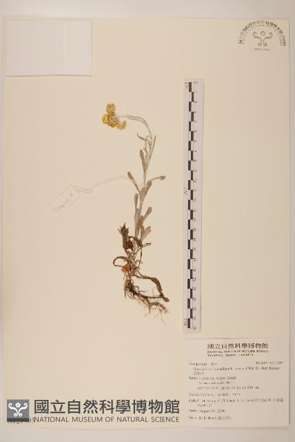 鼠麴草藏品圖，第1張